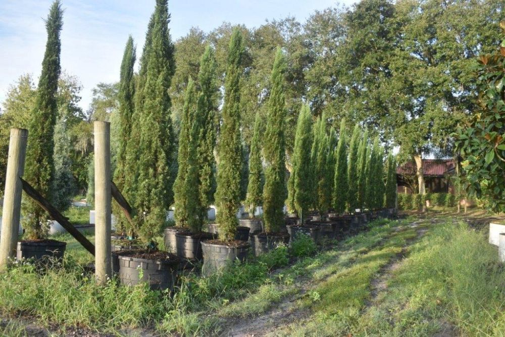 cupressus-sempervirens-italian-cypress