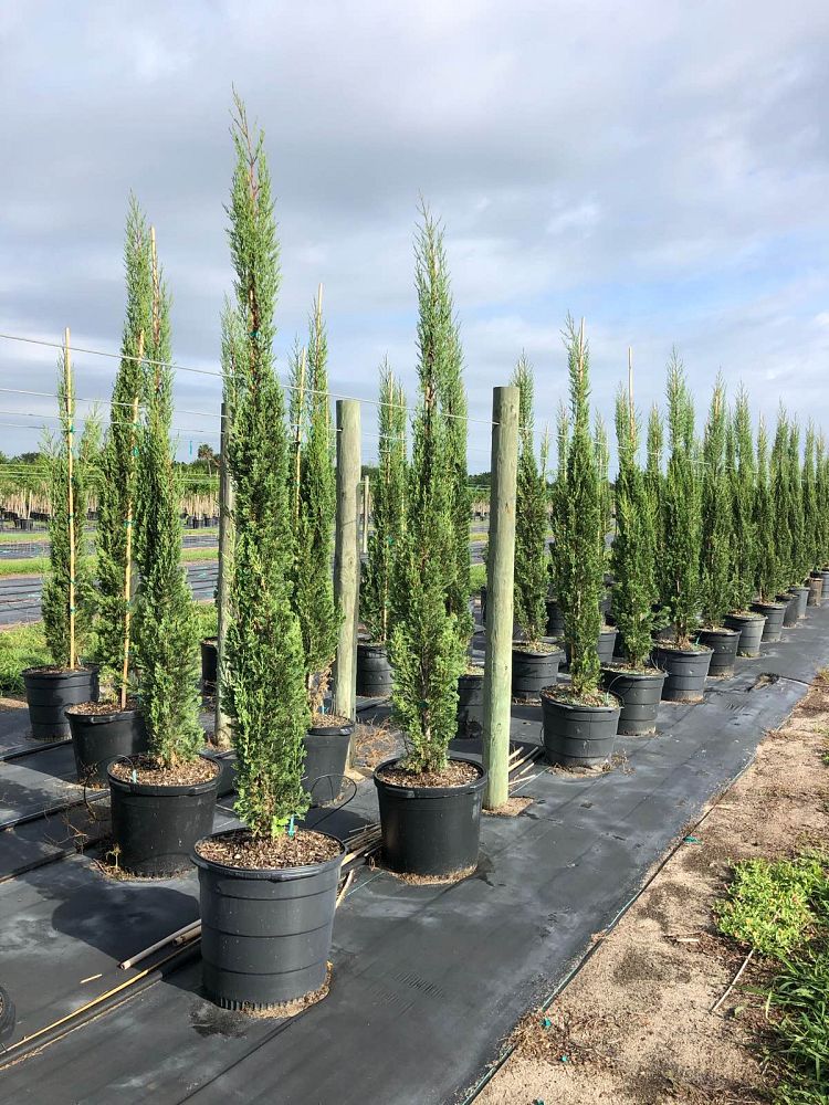 cupressus-sempervirens-italian-cypress
