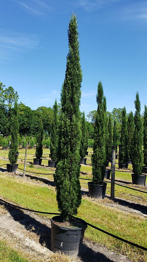 cupressus-sempervirens-italian-cypress