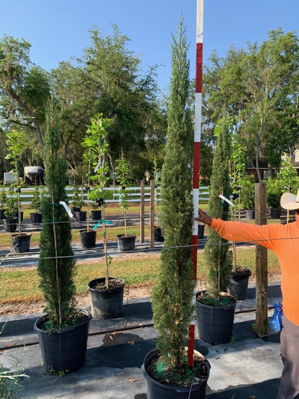 cupressus-sempervirens-italian-cypress