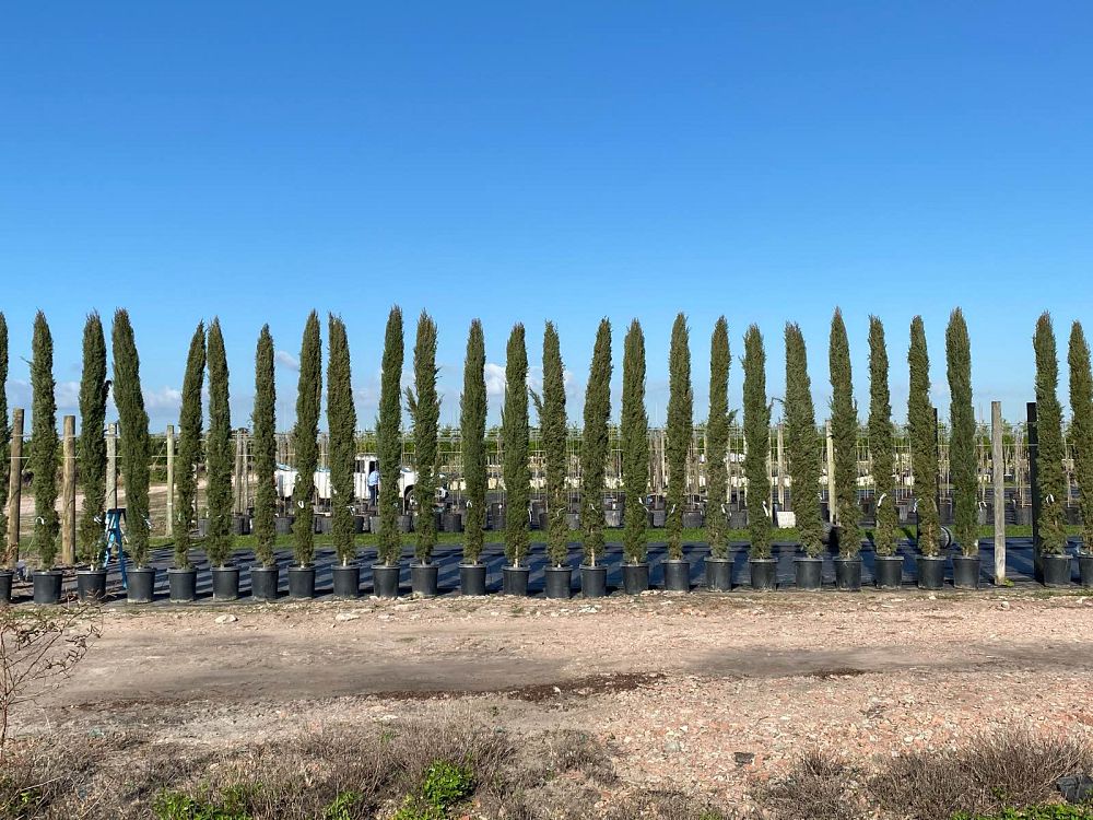 cupressus-sempervirens-italian-cypress