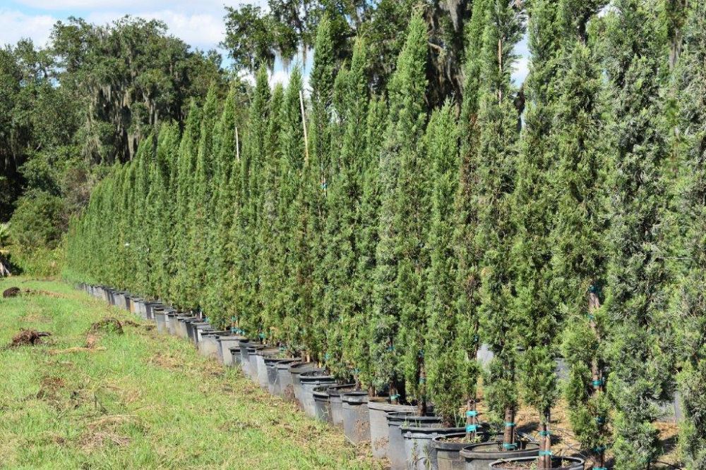cupressus-sempervirens-italian-cypress