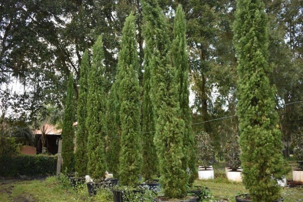 cupressus-sempervirens-italian-cypress