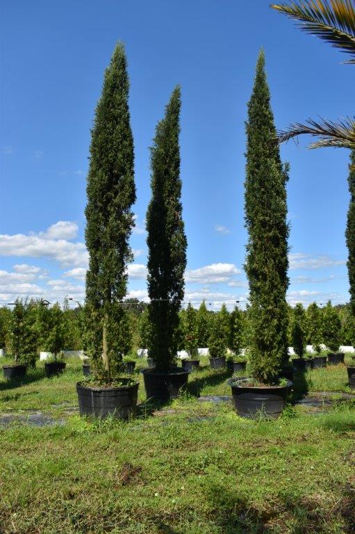 cupressus-sempervirens-italian-cypress