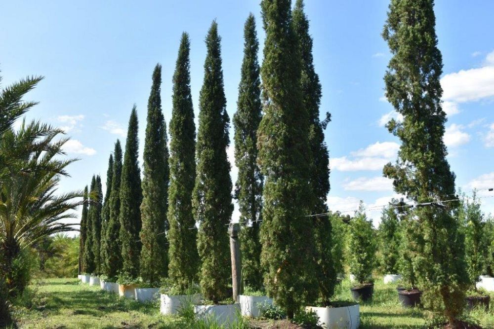 cupressus-sempervirens-italian-cypress