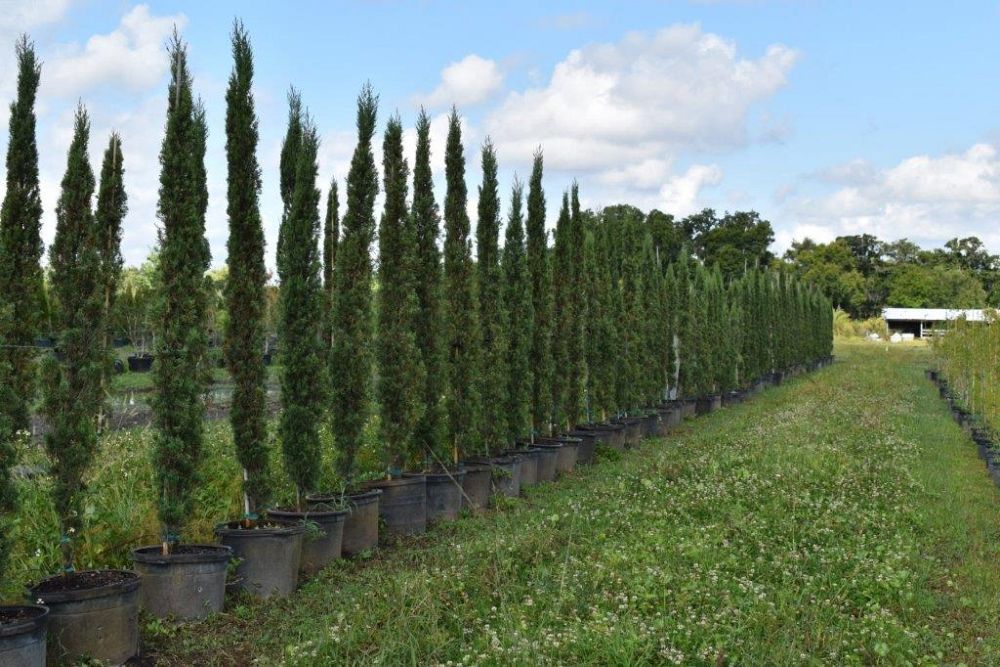 cupressus-sempervirens-italian-cypress
