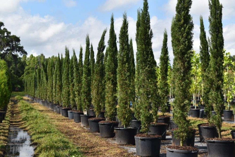 cupressus-sempervirens-italian-cypress