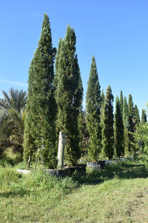 cupressus-sempervirens-italian-cypress