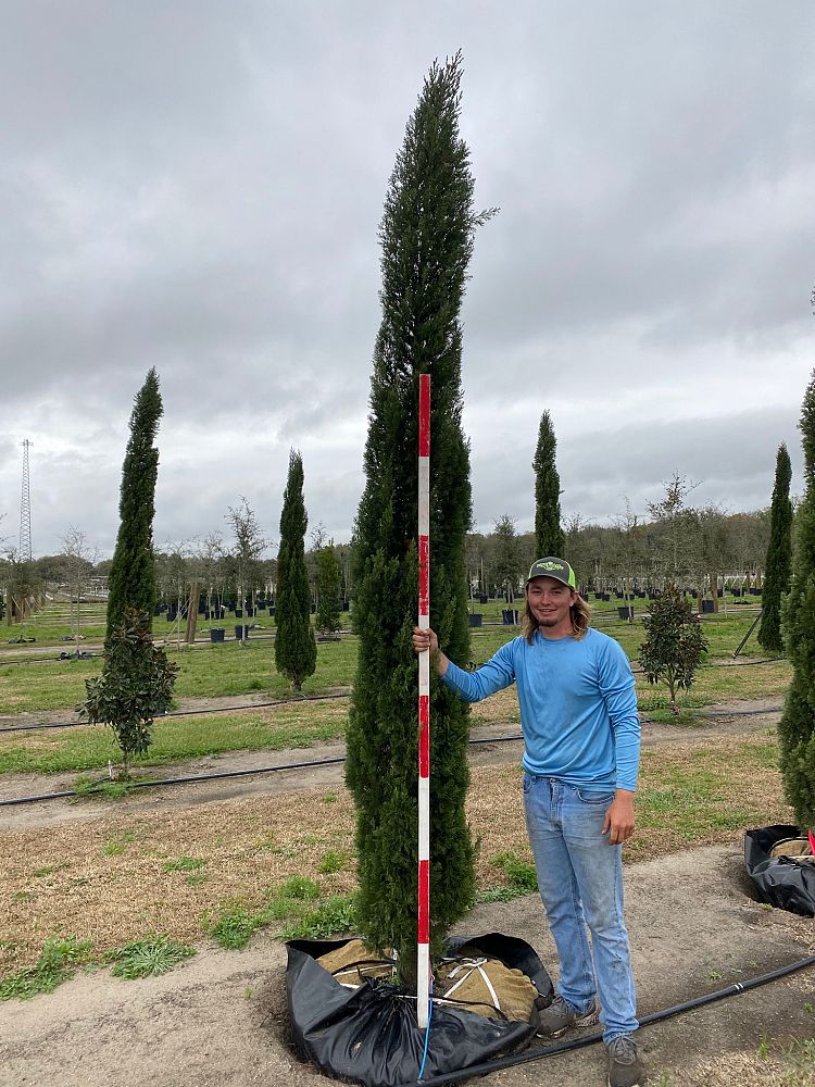 cupressus-sempervirens-italian-cypress