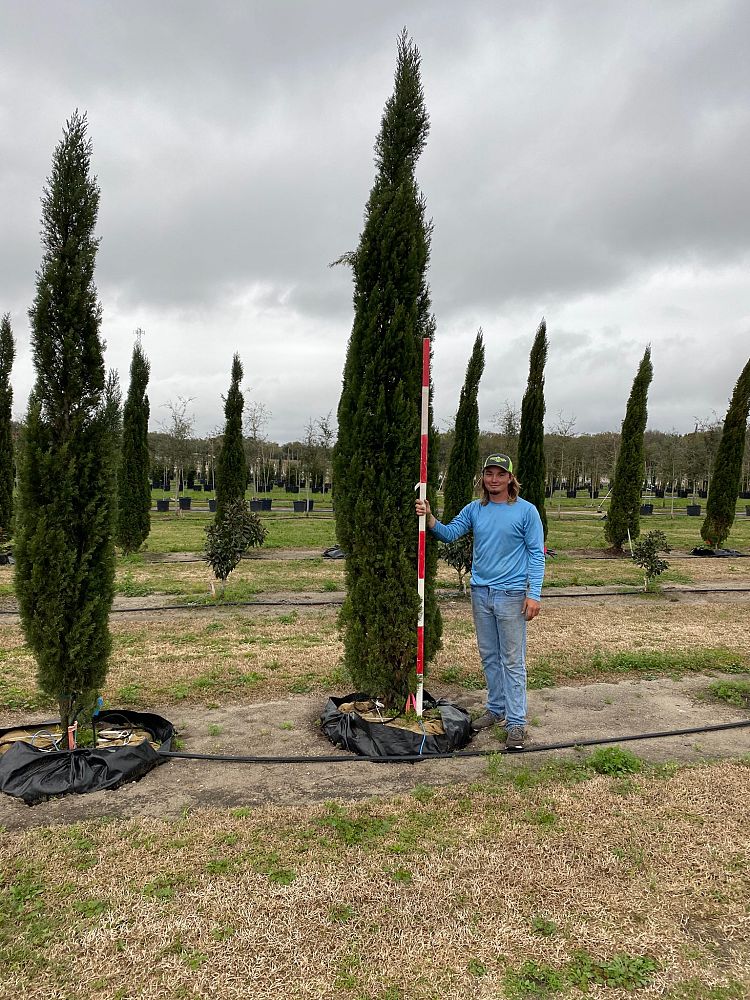 cupressus-sempervirens-italian-cypress