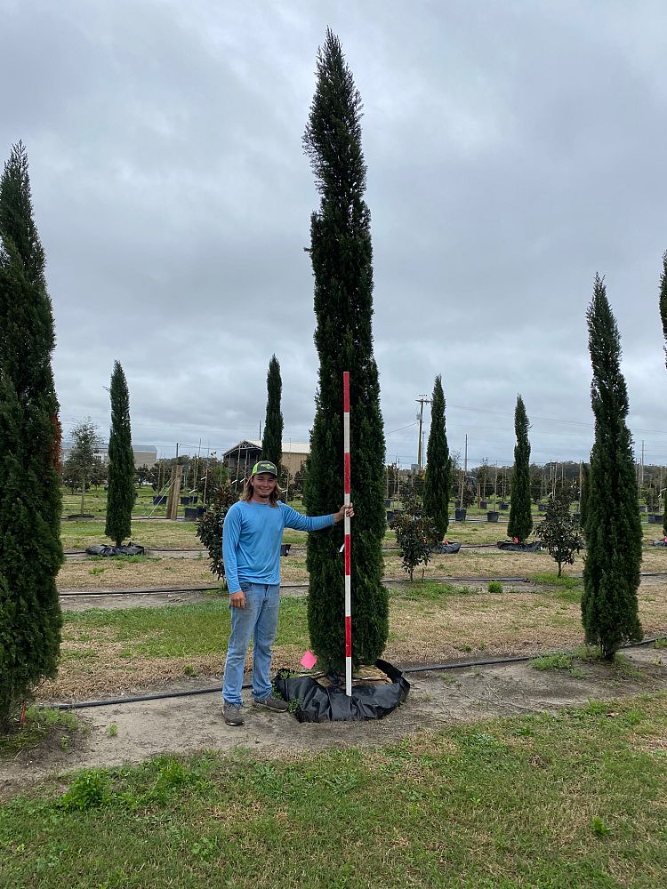 cupressus-sempervirens-italian-cypress