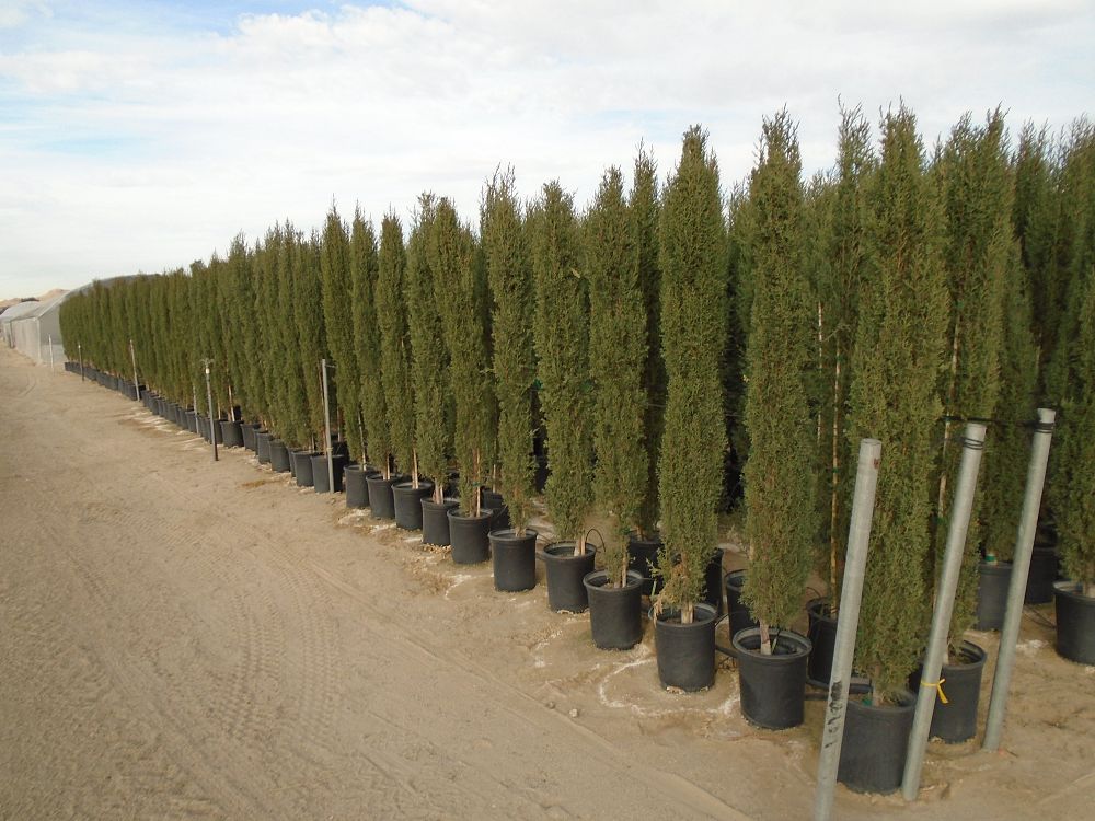 cupressus-sempervirens-italian-cypress