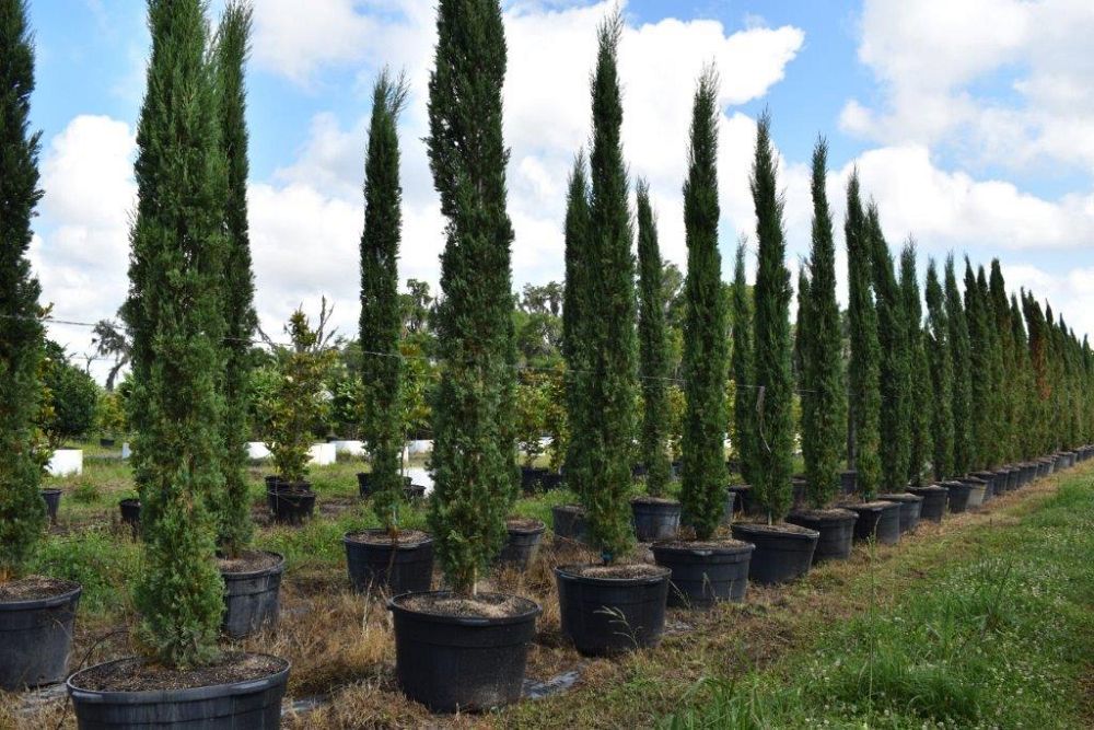 cupressus-sempervirens-italian-cypress