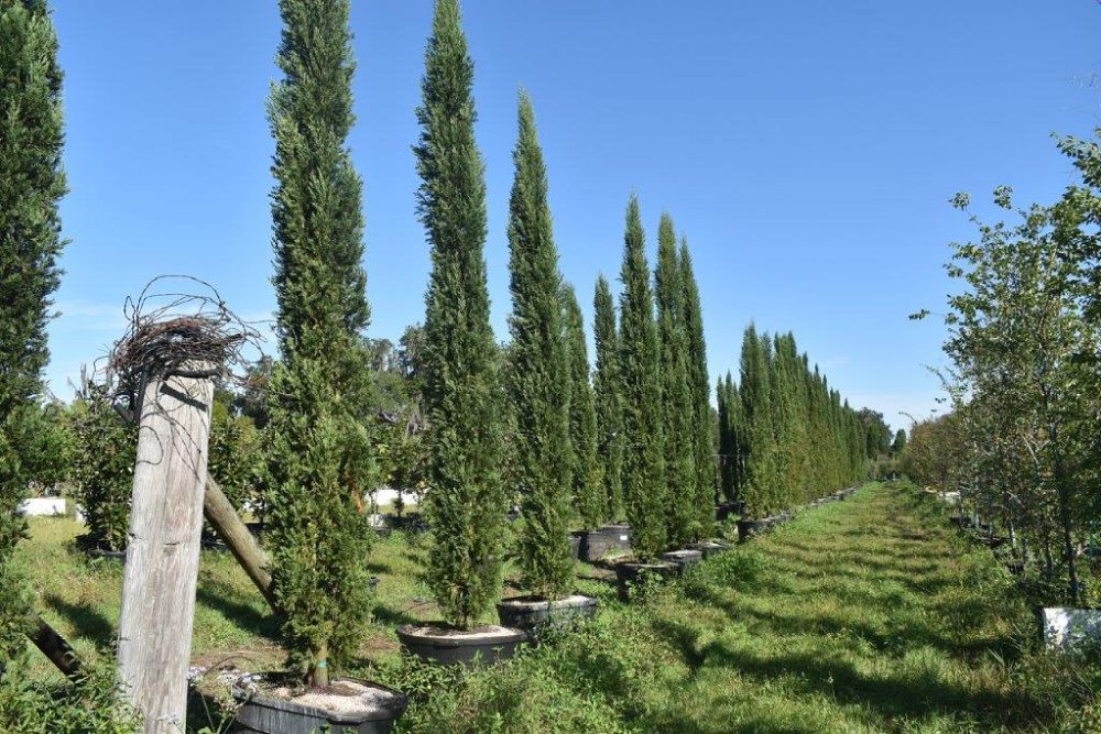 cupressus-sempervirens-italian-cypress