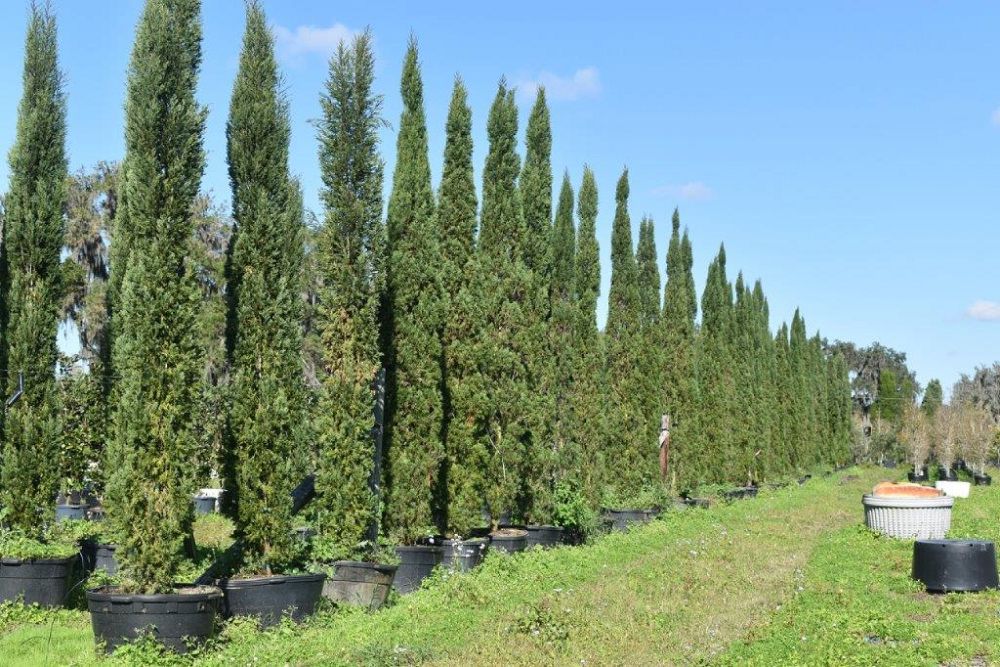 cupressus-sempervirens-italian-cypress