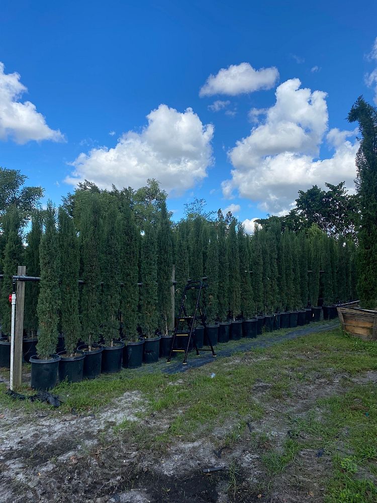 cupressus-sempervirens-italian-cypress