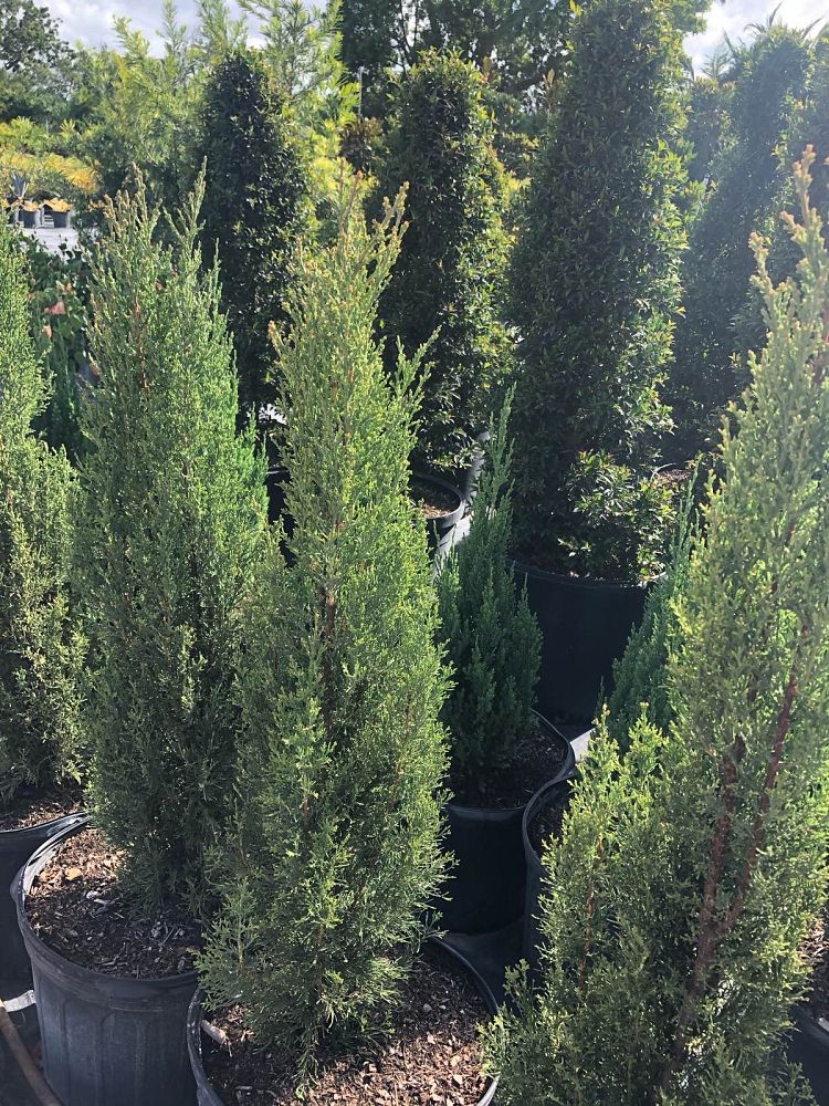 cupressus-sempervirens-italian-cypress