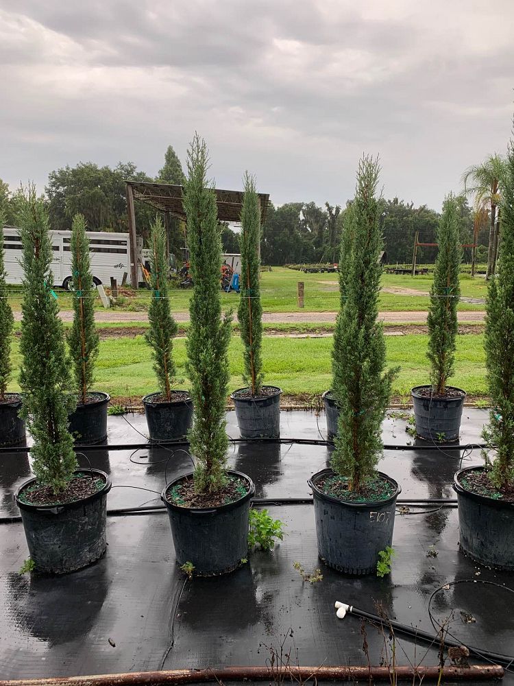 cupressus-sempervirens-italian-cypress