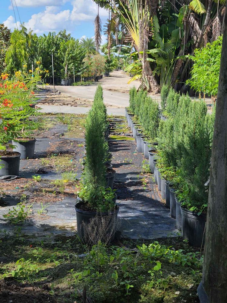 cupressus-sempervirens-italian-cypress