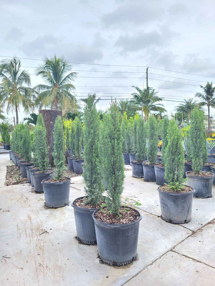 cupressus-sempervirens-italian-cypress