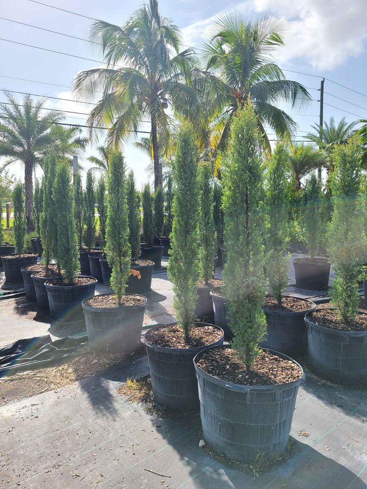 cupressus-sempervirens-italian-cypress