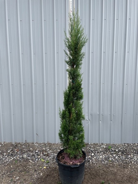 cupressus-sempervirens-italian-cypress