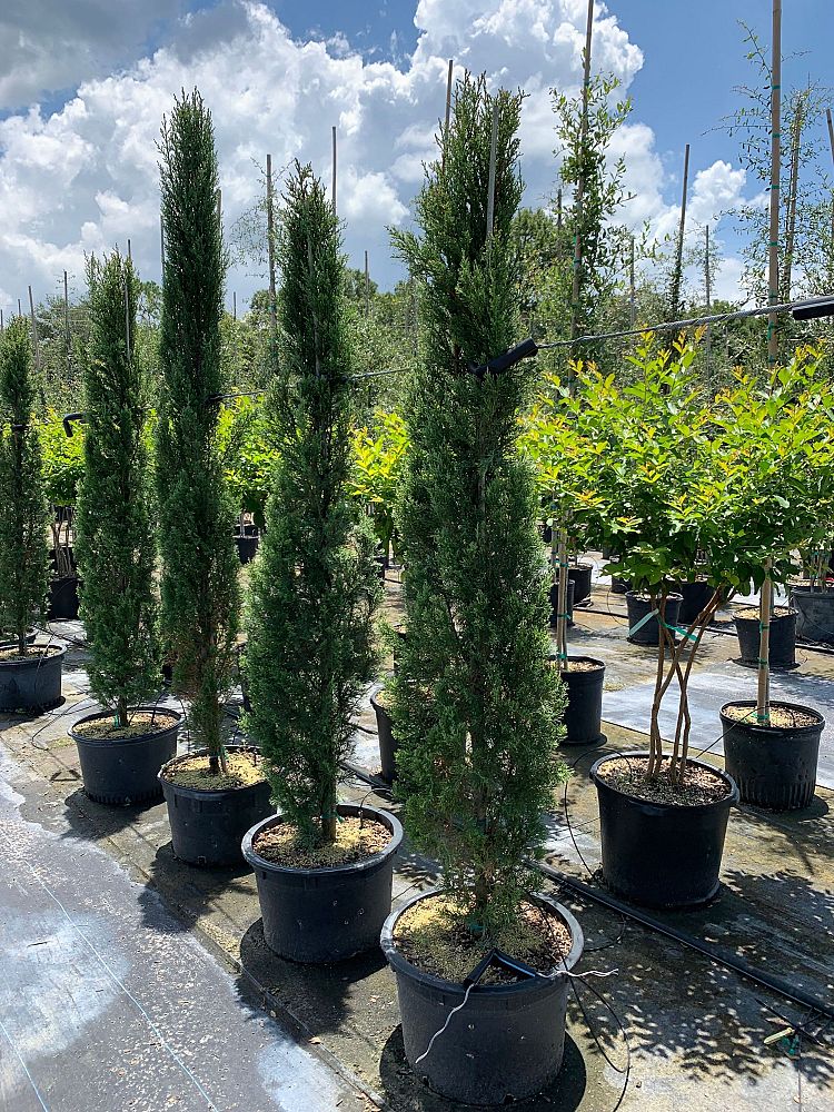 cupressus-sempervirens-italian-cypress