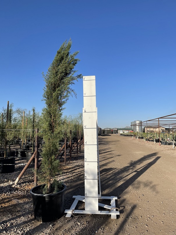 cupressus-sempervirens-italian-cypress