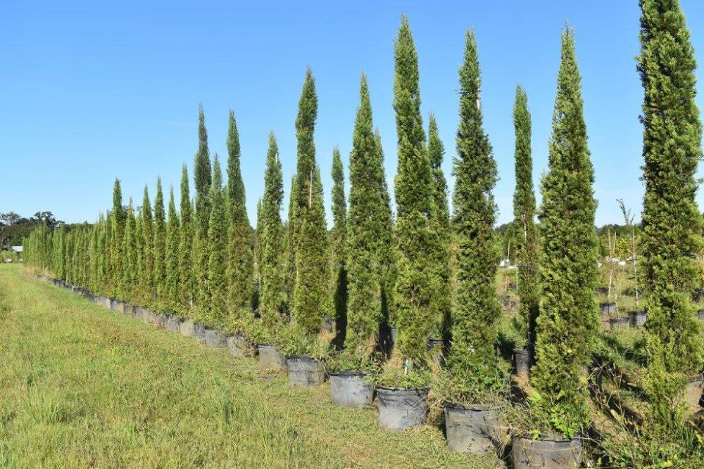 cupressus-sempervirens-italian-cypress