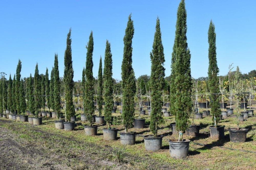 cupressus-sempervirens-italian-cypress