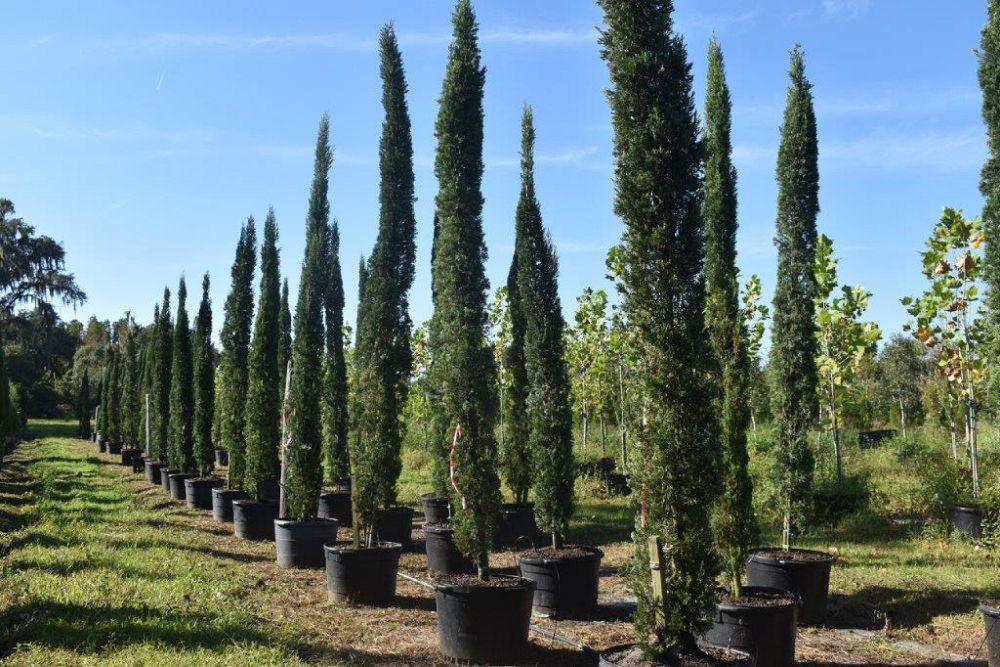 cupressus-sempervirens-italian-cypress