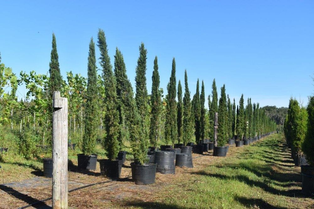 cupressus-sempervirens-italian-cypress