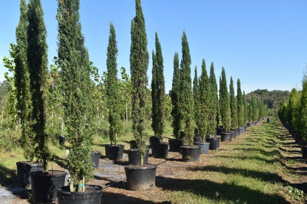 cupressus-sempervirens-italian-cypress