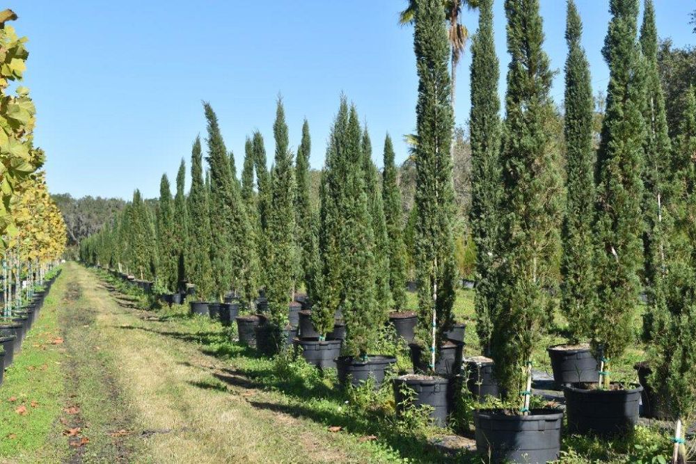 cupressus-sempervirens-italian-cypress