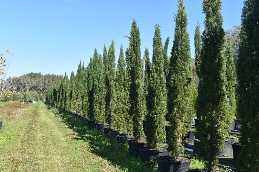 cupressus-sempervirens-italian-cypress