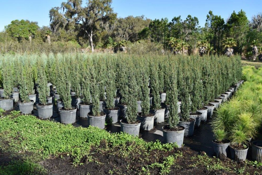 cupressus-sempervirens-italian-cypress