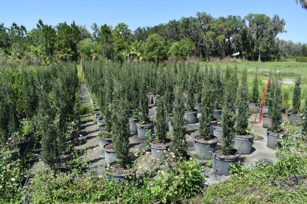 cupressus-sempervirens-italian-cypress
