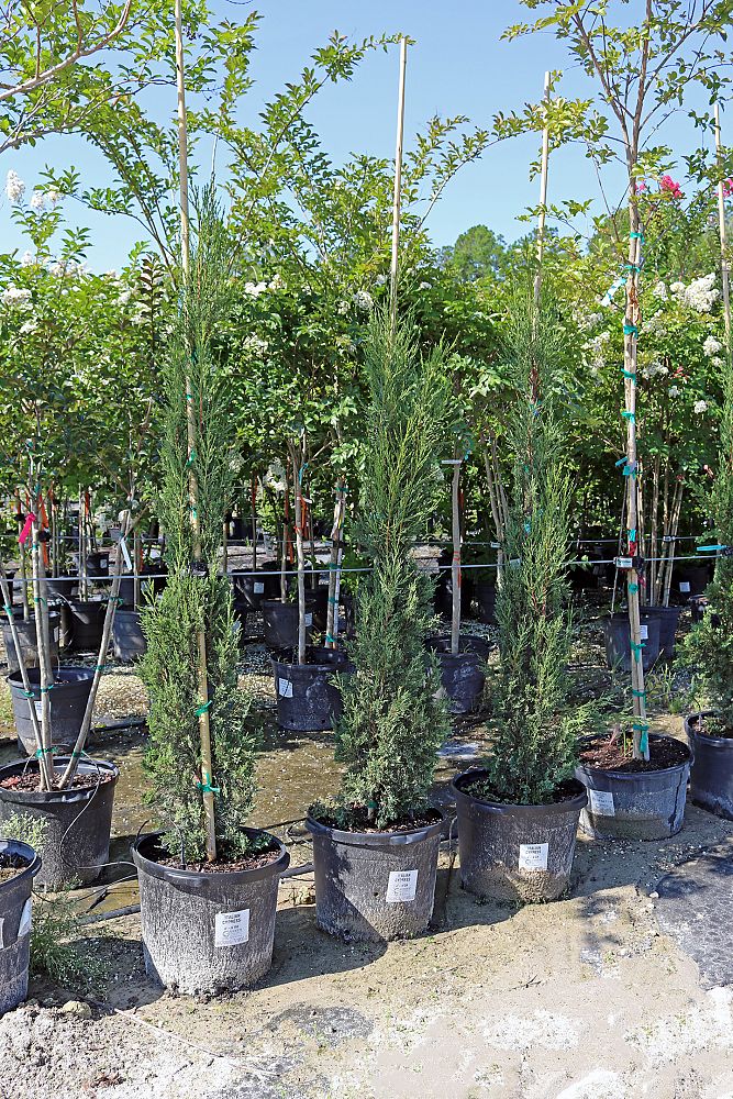 cupressus-sempervirens-italian-cypress