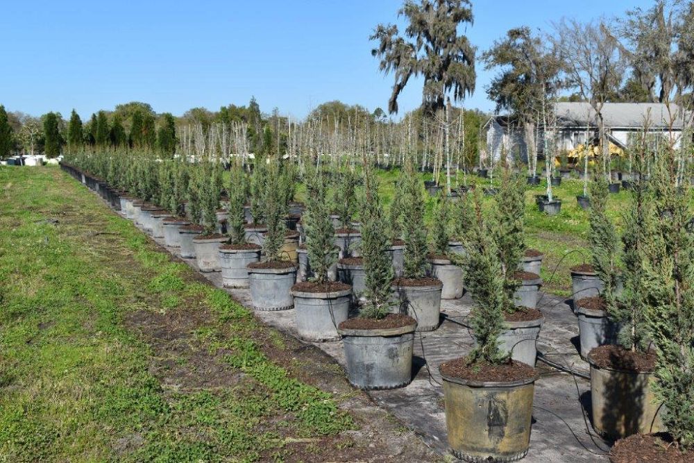 cupressus-sempervirens-italian-cypress