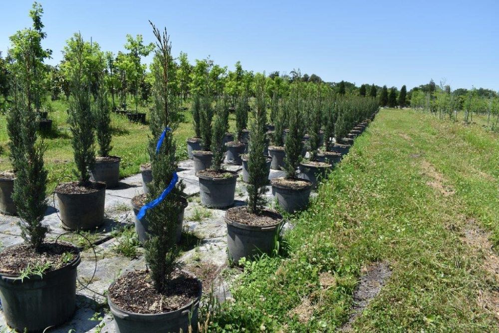 cupressus-sempervirens-italian-cypress