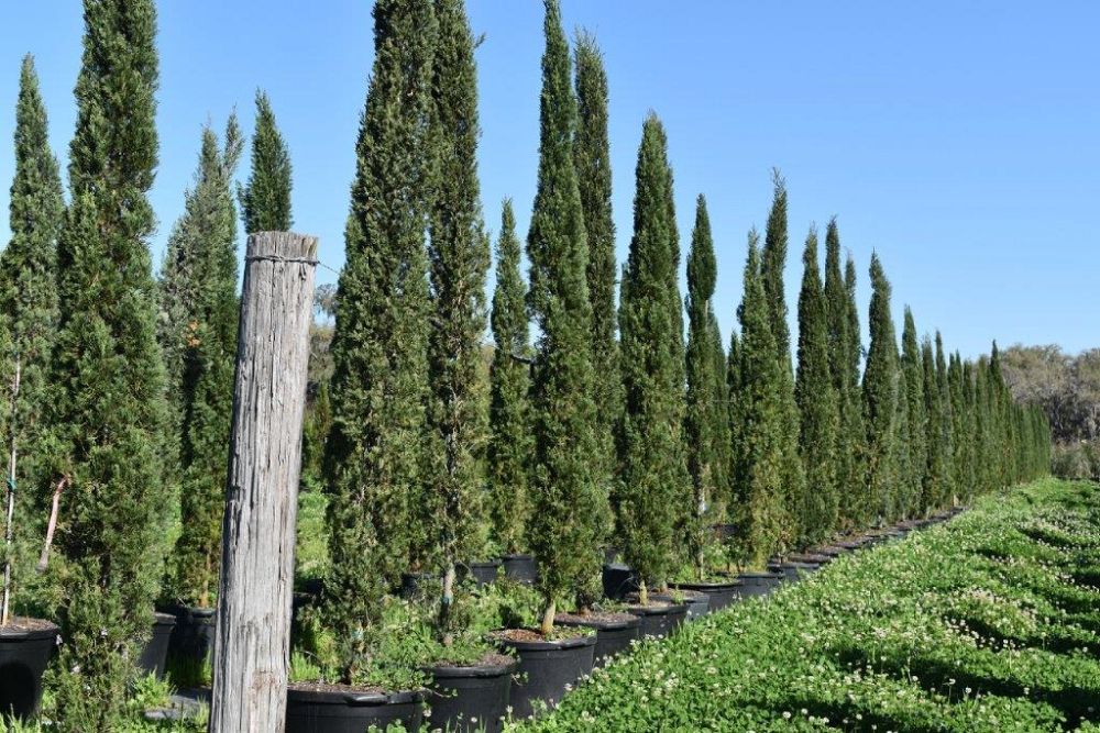 cupressus-sempervirens-italian-cypress