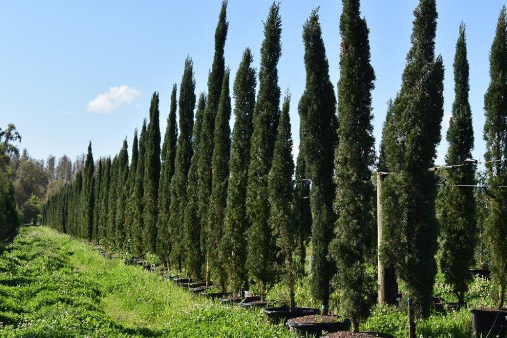 cupressus-sempervirens-italian-cypress