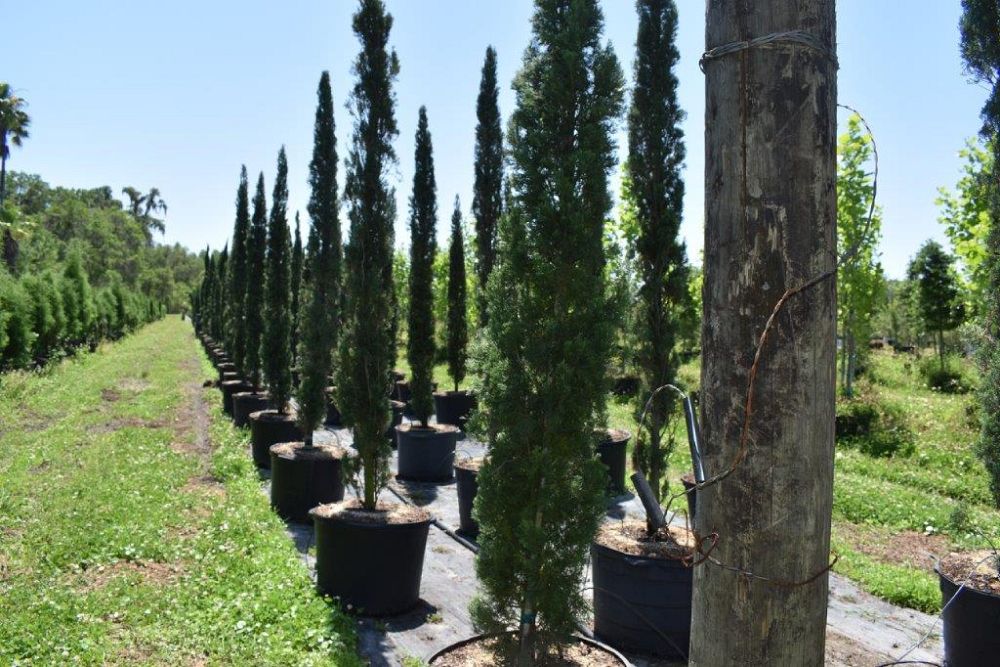 cupressus-sempervirens-italian-cypress