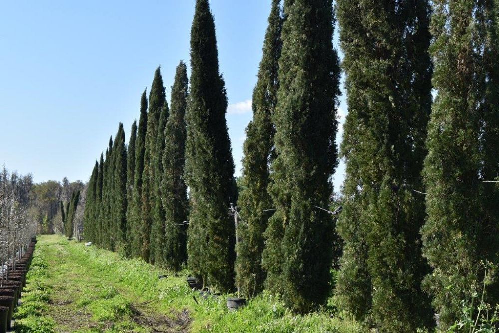 cupressus-sempervirens-italian-cypress