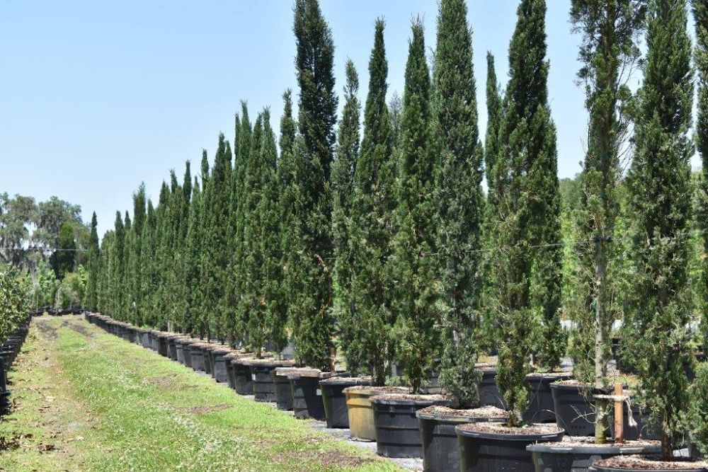 cupressus-sempervirens-italian-cypress