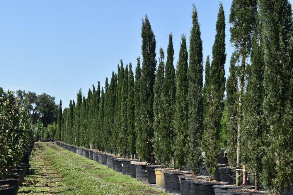 cupressus-sempervirens-italian-cypress