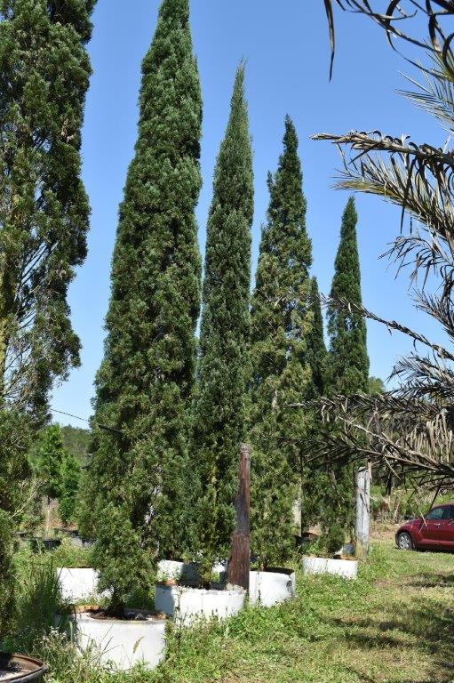 cupressus-sempervirens-italian-cypress