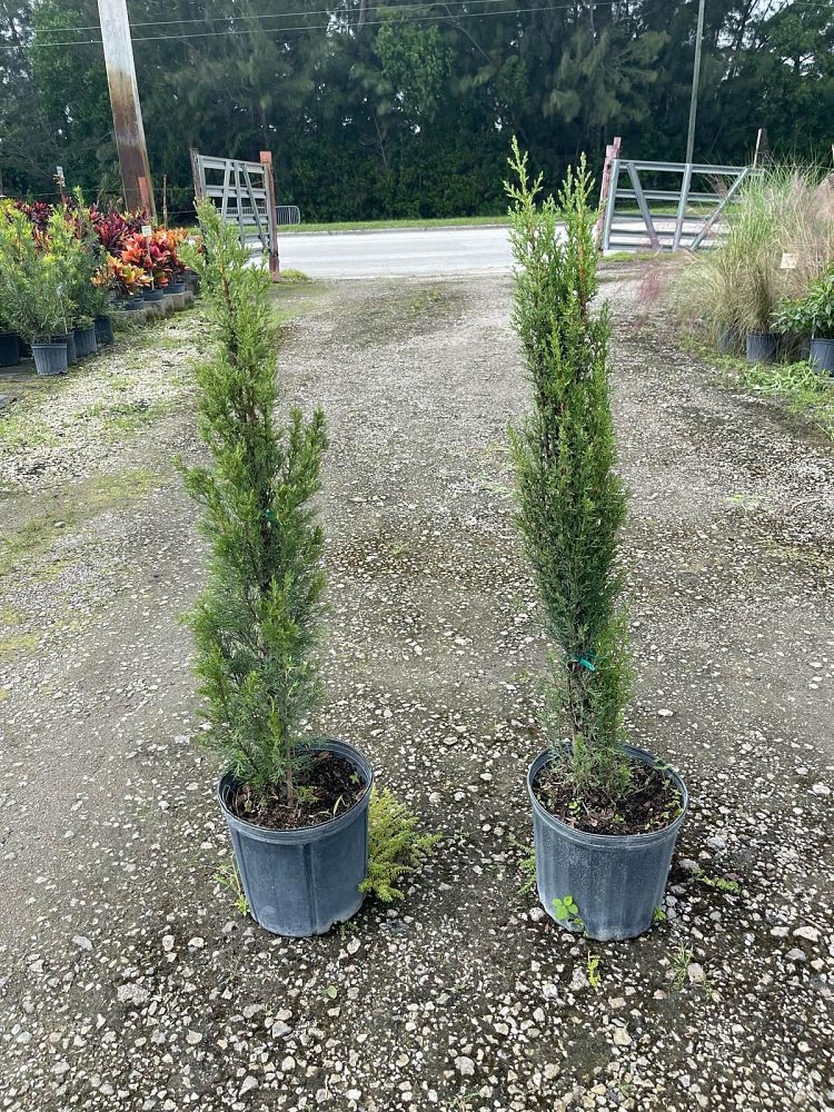 cupressus-sempervirens-italian-cypress