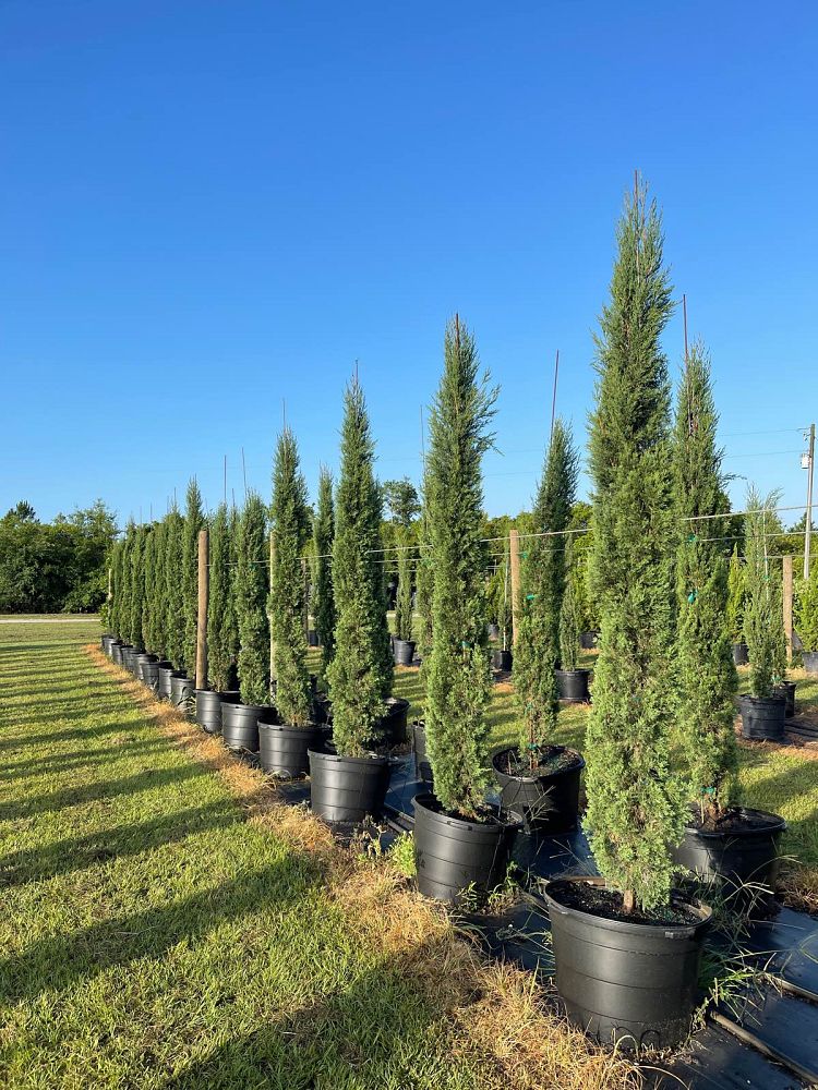 cupressus-sempervirens-italian-cypress
