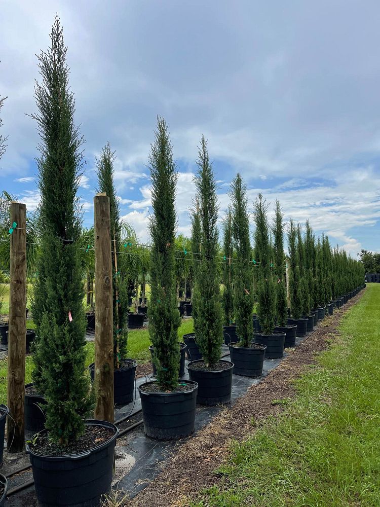 cupressus-sempervirens-italian-cypress